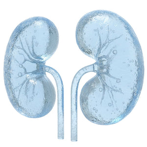 Kidney Health